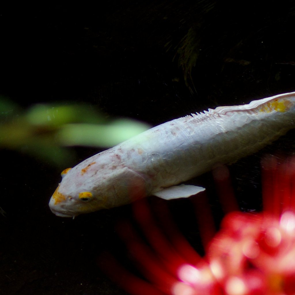 白い鯉と曼珠沙華