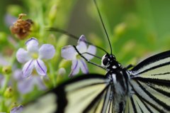 Butterfly m3