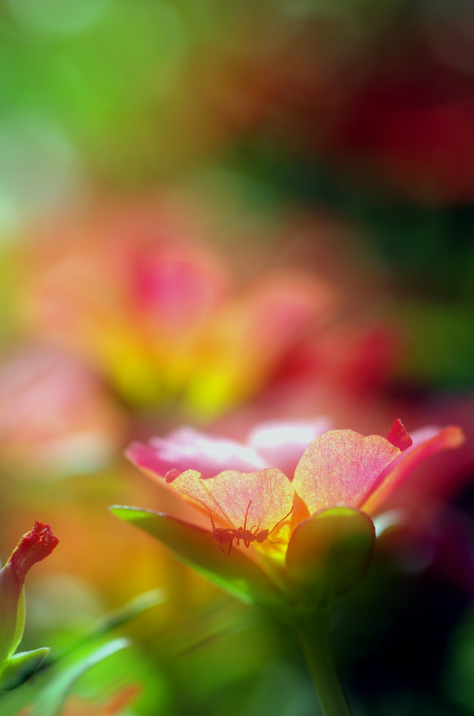colors