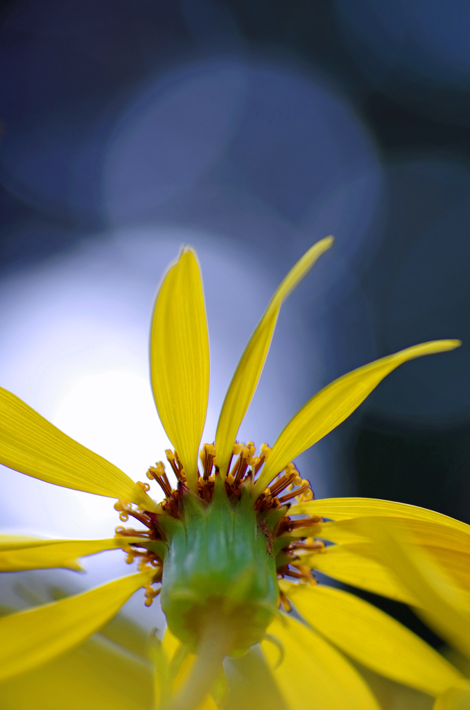 flower fan