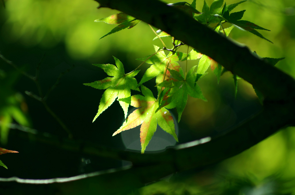 小さく秋色 2-1
