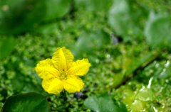 胡瓜の花