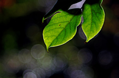 leef