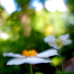 forest of a fairy 3-1