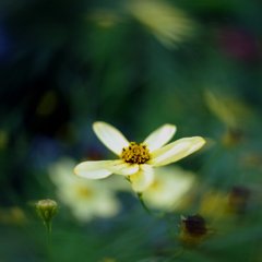 生まれ 咲き 朽ちる
