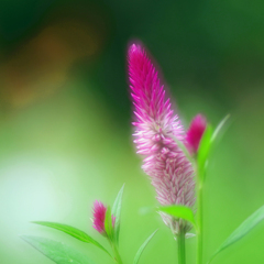 花咲く庭より Ⅱ