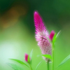 花咲く庭より Ⅱ