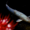 淡水魚