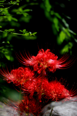 Cluster amaryllis