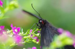 Butterfly m14