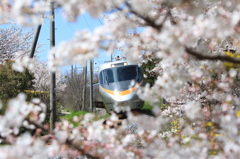 桜のトンネル