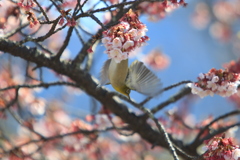 飛び立つメジロ②