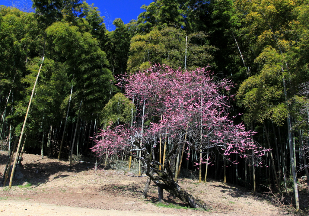 梅と竹林