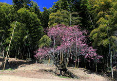 梅と竹林