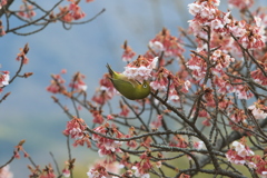 メジロと寒桜①