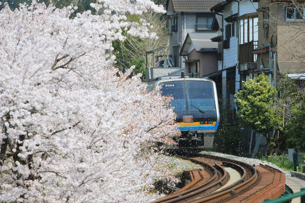 桜吹雪