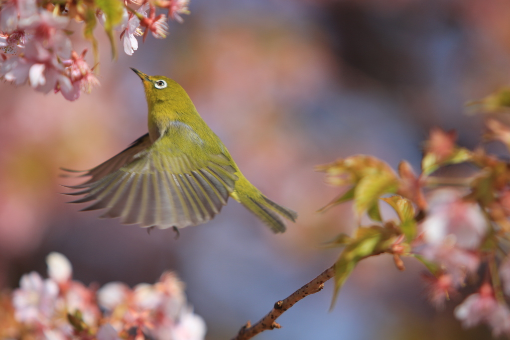 河津桜とメジロ⑤