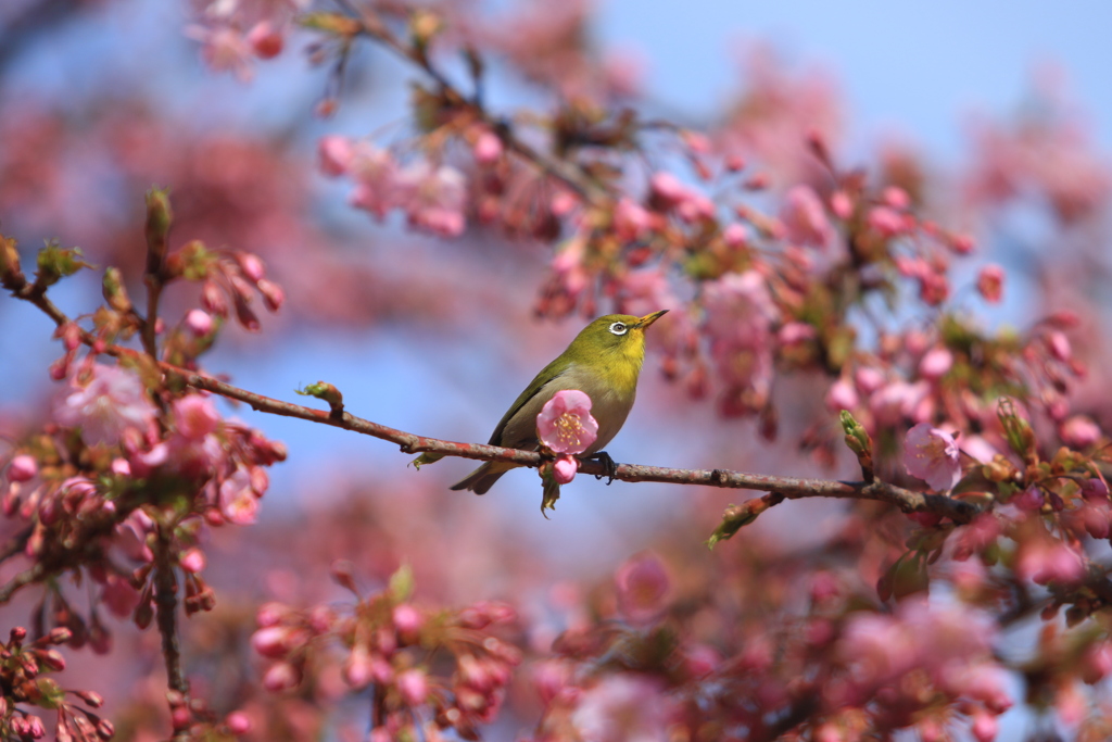 河津桜とメジロ⑧