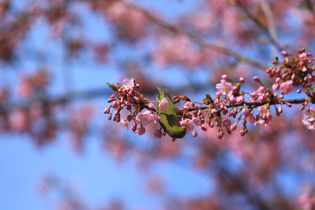 河津桜とメジロ⑦