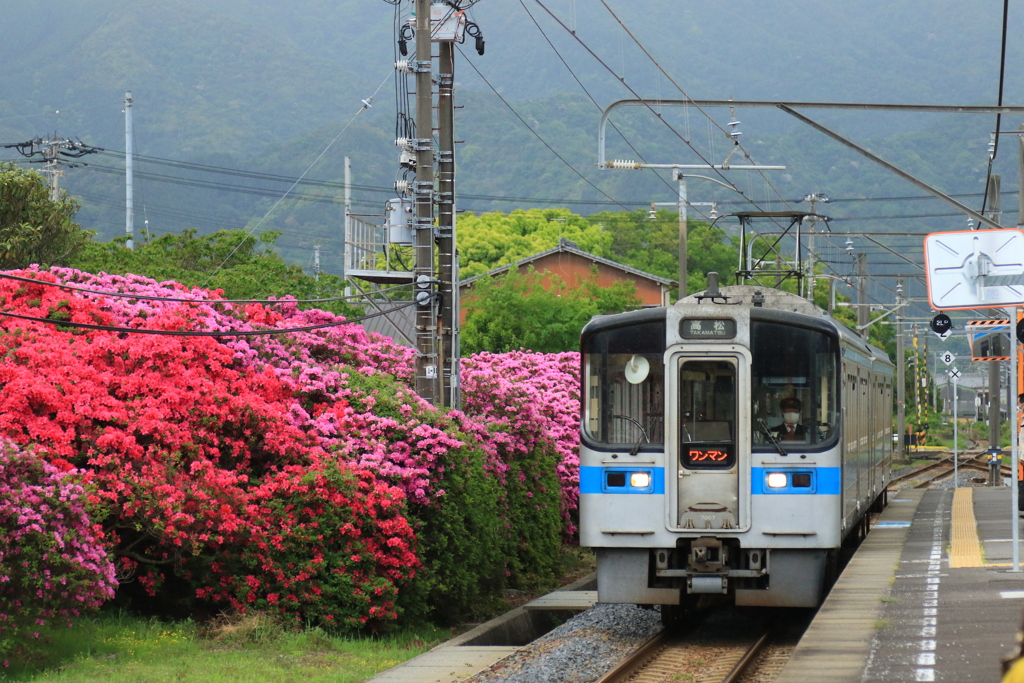 豊浜駅のつつじ