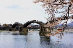 桜と錦帯橋