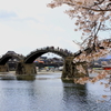 桜と錦帯橋