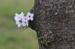 小さく満開