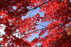 真っ赤な裏紅葉