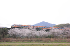 桜と南風　②