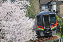 豊永の桜