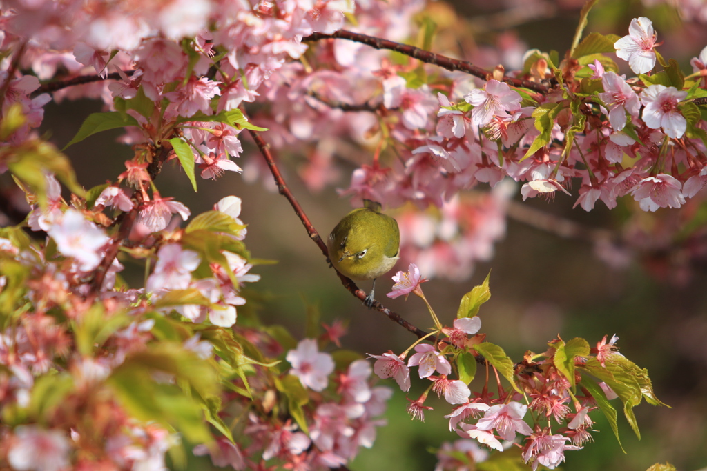 河津桜とメジロ②