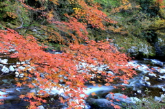 紅葉