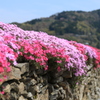 天空の芝桜