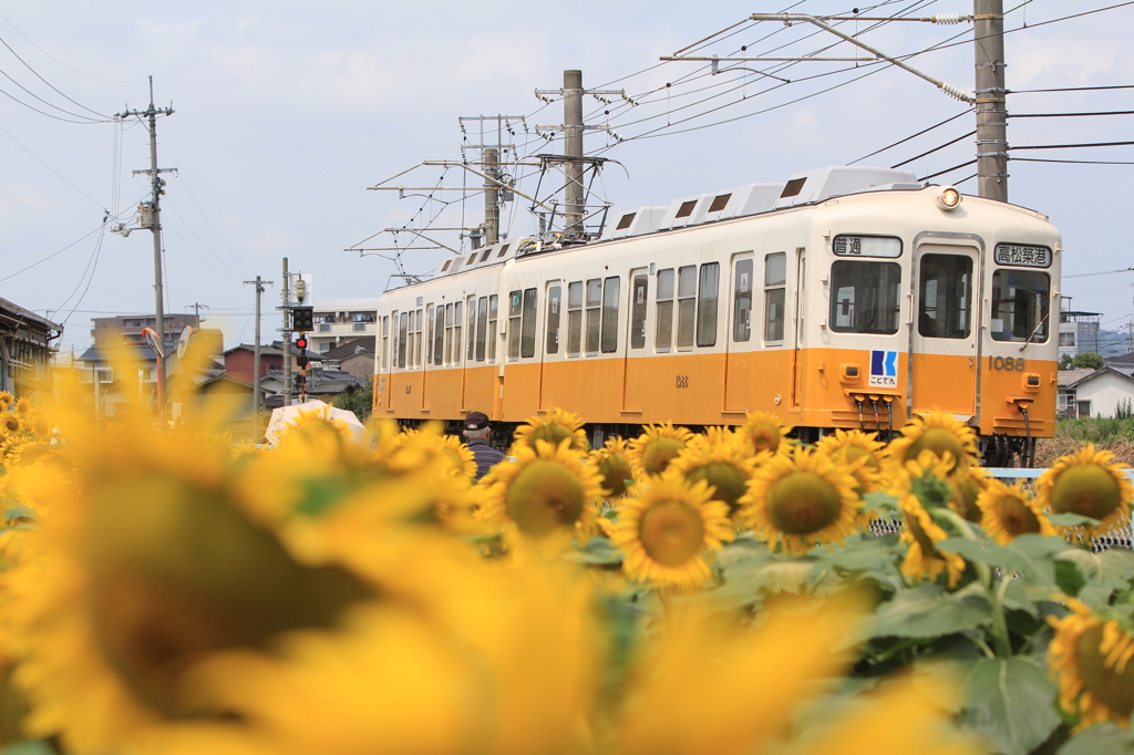 琴電とひまわり③