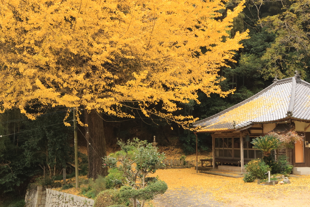 釈迦堂の大イチョウ