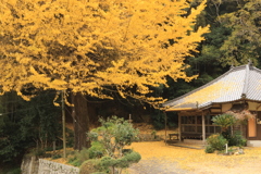 釈迦堂の大イチョウ