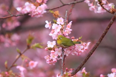 河津桜とメジロ①