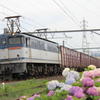 紫陽花と貨物列車①