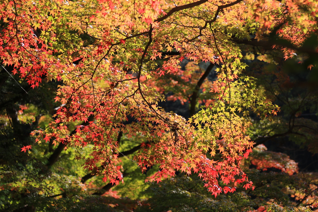 大窪寺の紅葉④