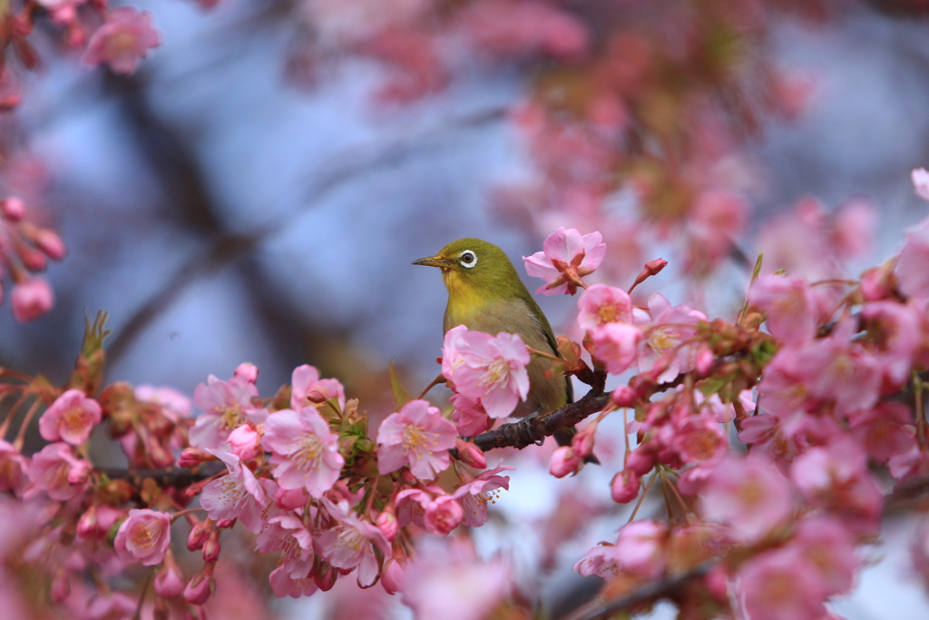 河津桜とメジロ②