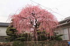 近所の枝垂れ梅