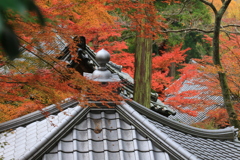 白峰寺の紅葉