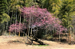 樹齢300年？