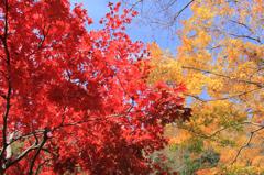 赤組、黄組の紅葉