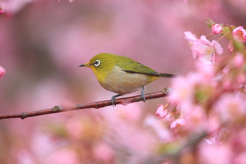 河津桜とメジロ⑤