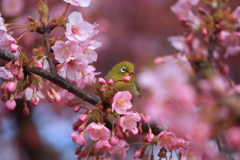 河津桜とメジロ④