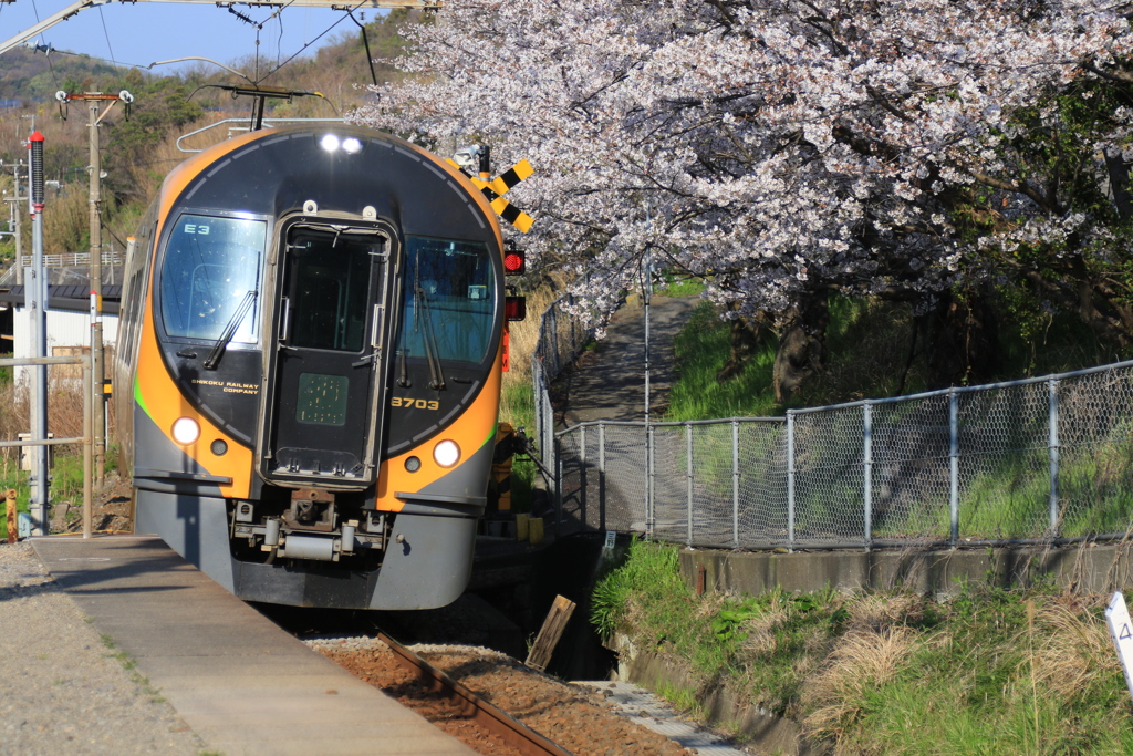 津島の宮駅の桜