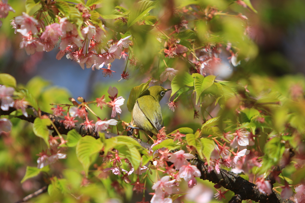 もう葉桜とメジロ③