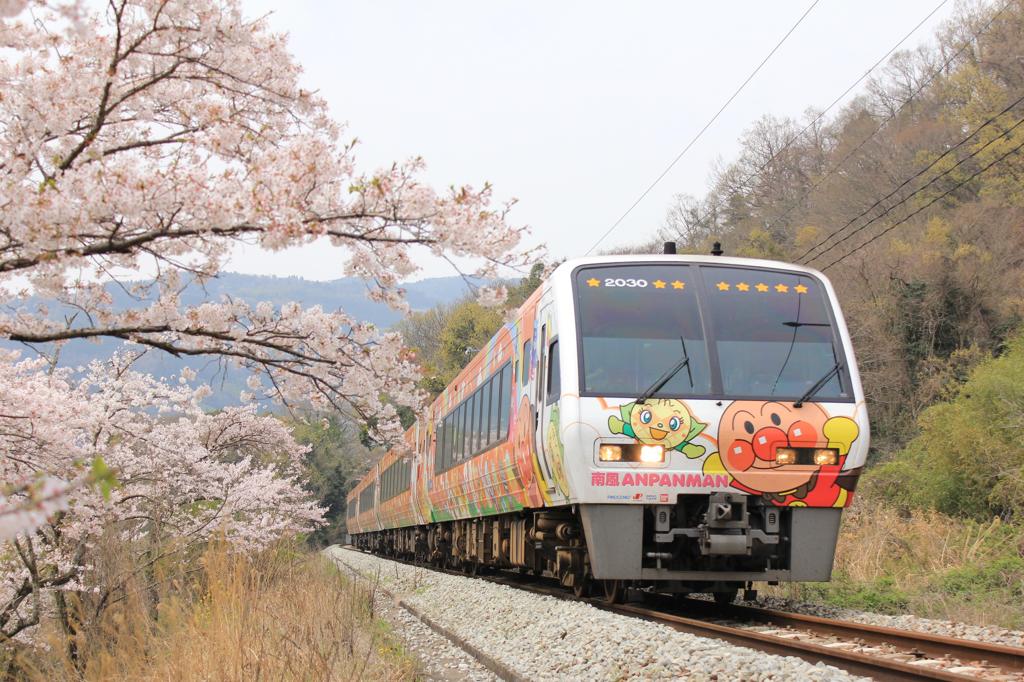 桜と南風　①