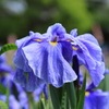 花菖蒲　③